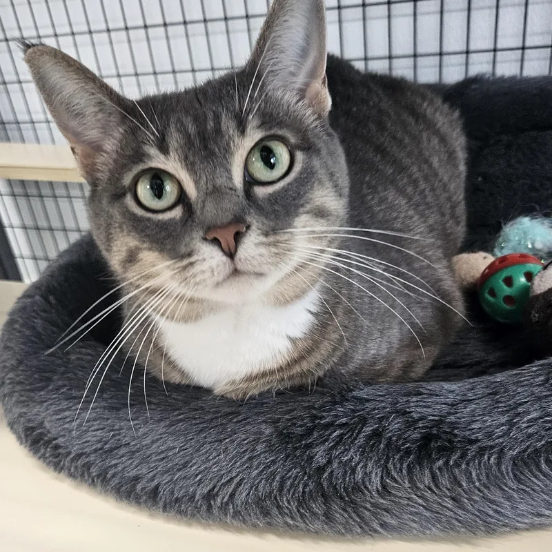 Meredith
