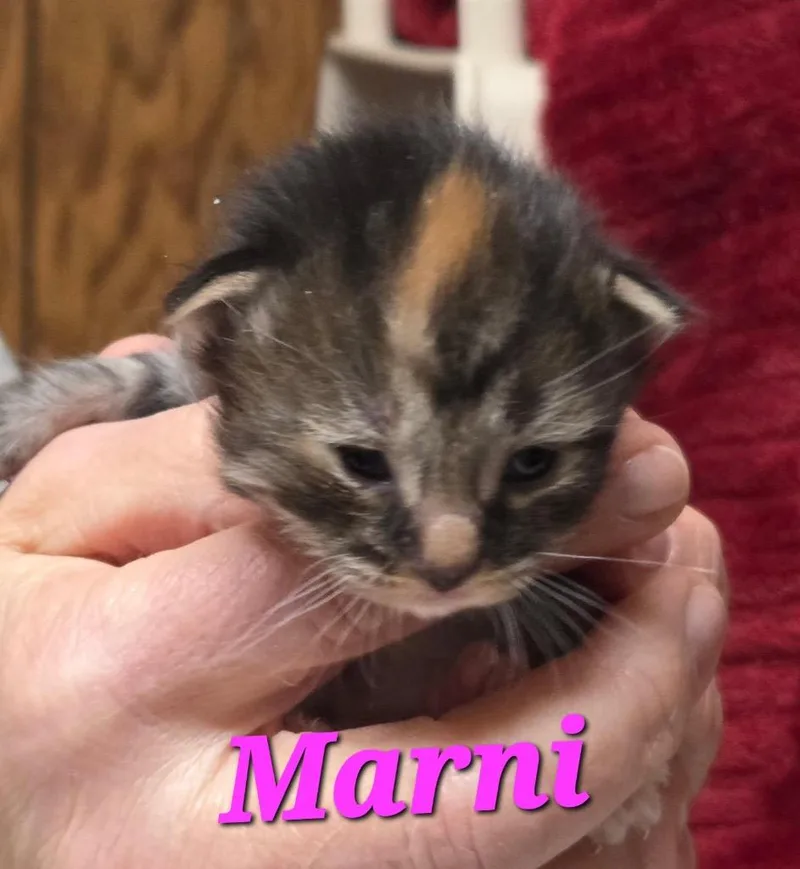 A baby small-sized female Domestic Medium Hair cat named Marni for adoption in Pomona, NY