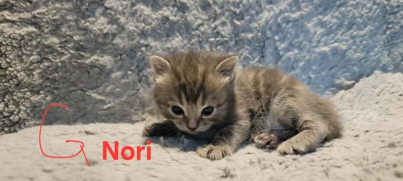 A baby small-sized female Gray / Blue / Silver Domestic Short Hair cat named Nori for adoption in DELTONA, FL
