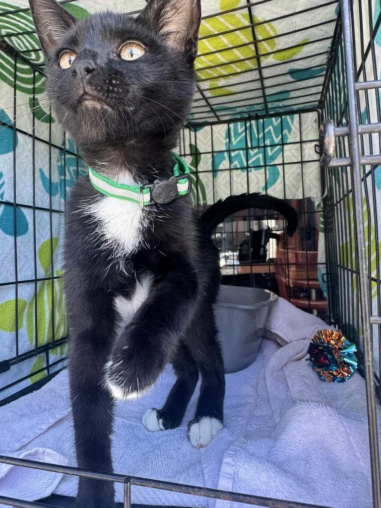 A young medium-sized male Black & White / Tuxedo Domestic Short Hair cat named Emmett for adoption in Emeryville, CA