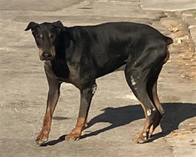 An adult extra large-sized male Doberman Pinscher dog named Paco for adoption in Dallas, TX
