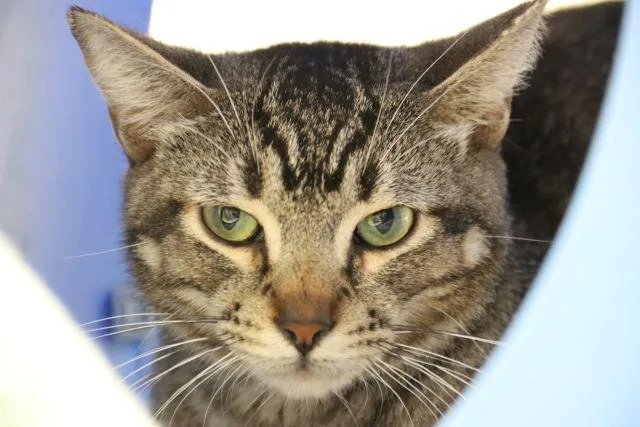 A young small-sized male Domestic Short Hair cat named Michigan for adoption in Tucson, AZ