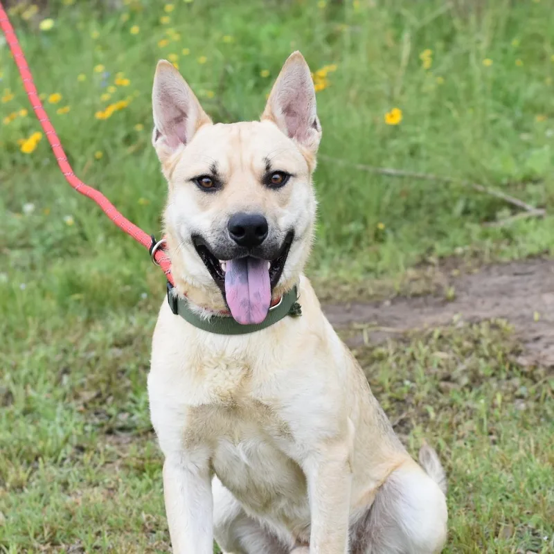 A young medium-sized male Mixed Breed dog named Sam for adoption in Houston, TX