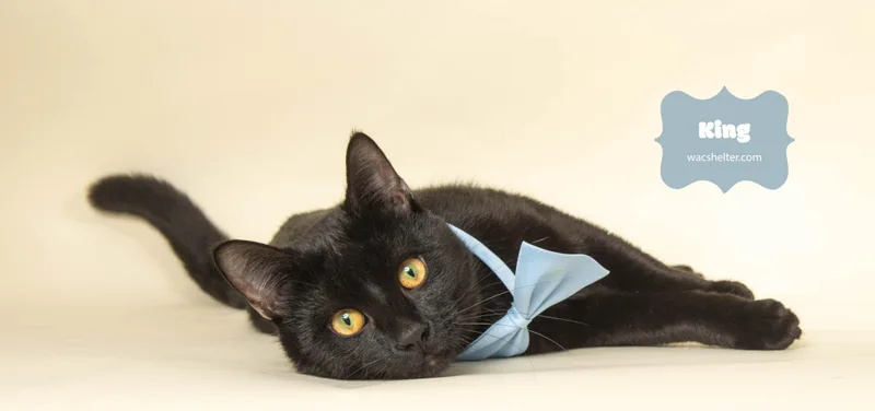 An adult medium-sized male Black Domestic Short Hair cat named King for adoption in Wyandotte, MI