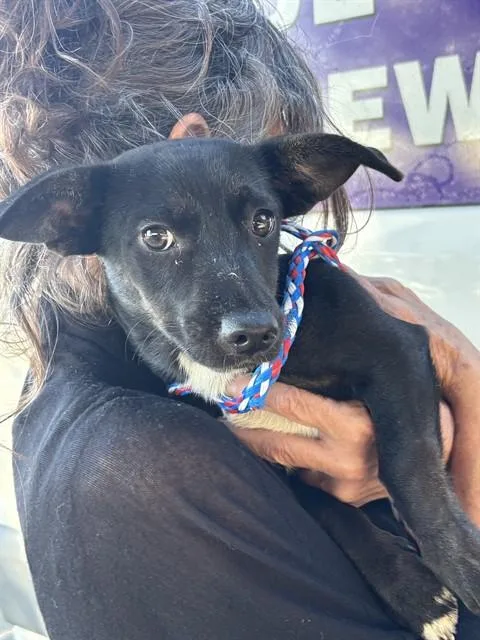 A young small-sized male Chihuahua dog named Pico for adoption in Modesto, CA