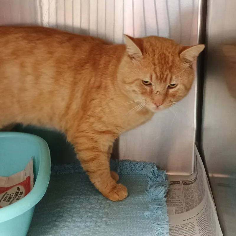 An adult medium-sized male Orange / Red Domestic Short Hair cat named Franklin for adoption in Ardmore, OK