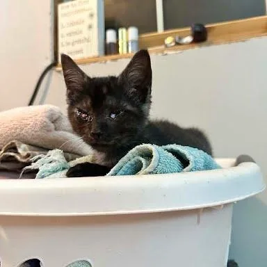 A baby small-sized male Domestic Medium Hair cat named Fetty for adoption in LITTLE MOUNTAIN, SC