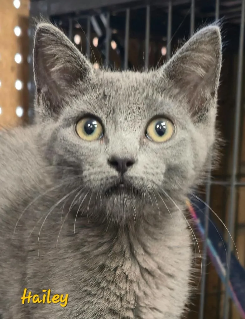 A baby medium-sized female Domestic Short Hair cat named Hailey for adoption in Cedar Rapids, IA