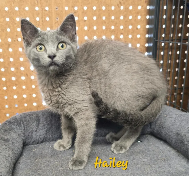 Hailey thumbnail 2
