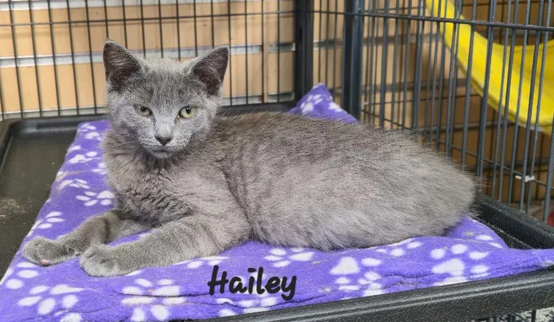 Hailey thumbnail 3
