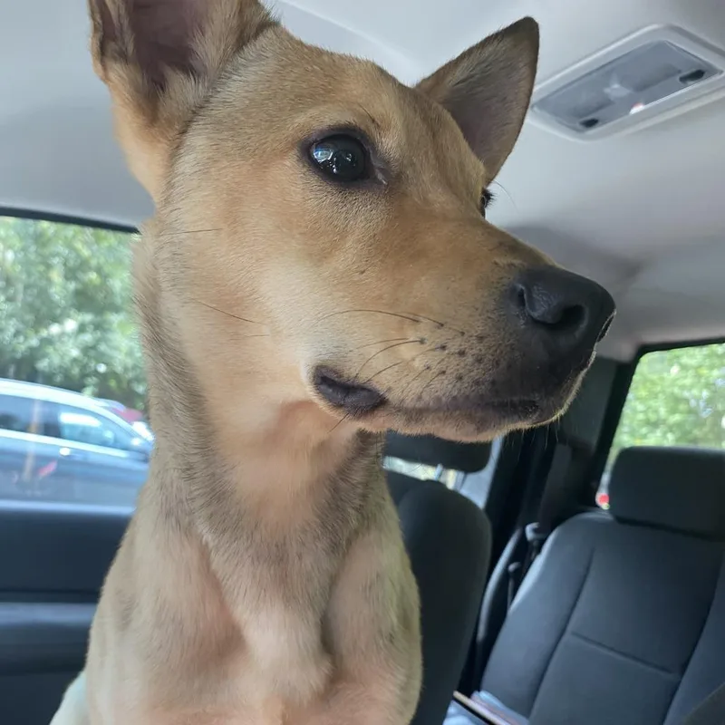 A young small-sized male Yellow / Tan / Blond / Fawn Mixed Breed dog named Strayderbycourt for adoption in Columbus, GA
