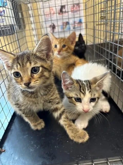 A baby small-sized female Domestic Short Hair cat named Mochi for adoption in Fort Myers, FL