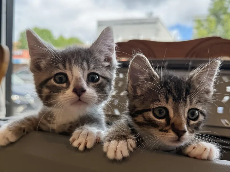 A baby small-sized male Gray & White Domestic Short Hair cat named Noodles for adoption in Ridgewood, NY