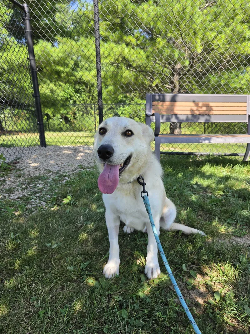 A young medium-sized female Mixed Breed dog named Holly for adoption in Dubuque, IA