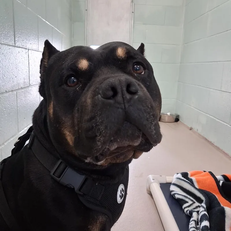 A young medium-sized male Black Mixed Breed dog named Avalir for adoption in Newark, NJ