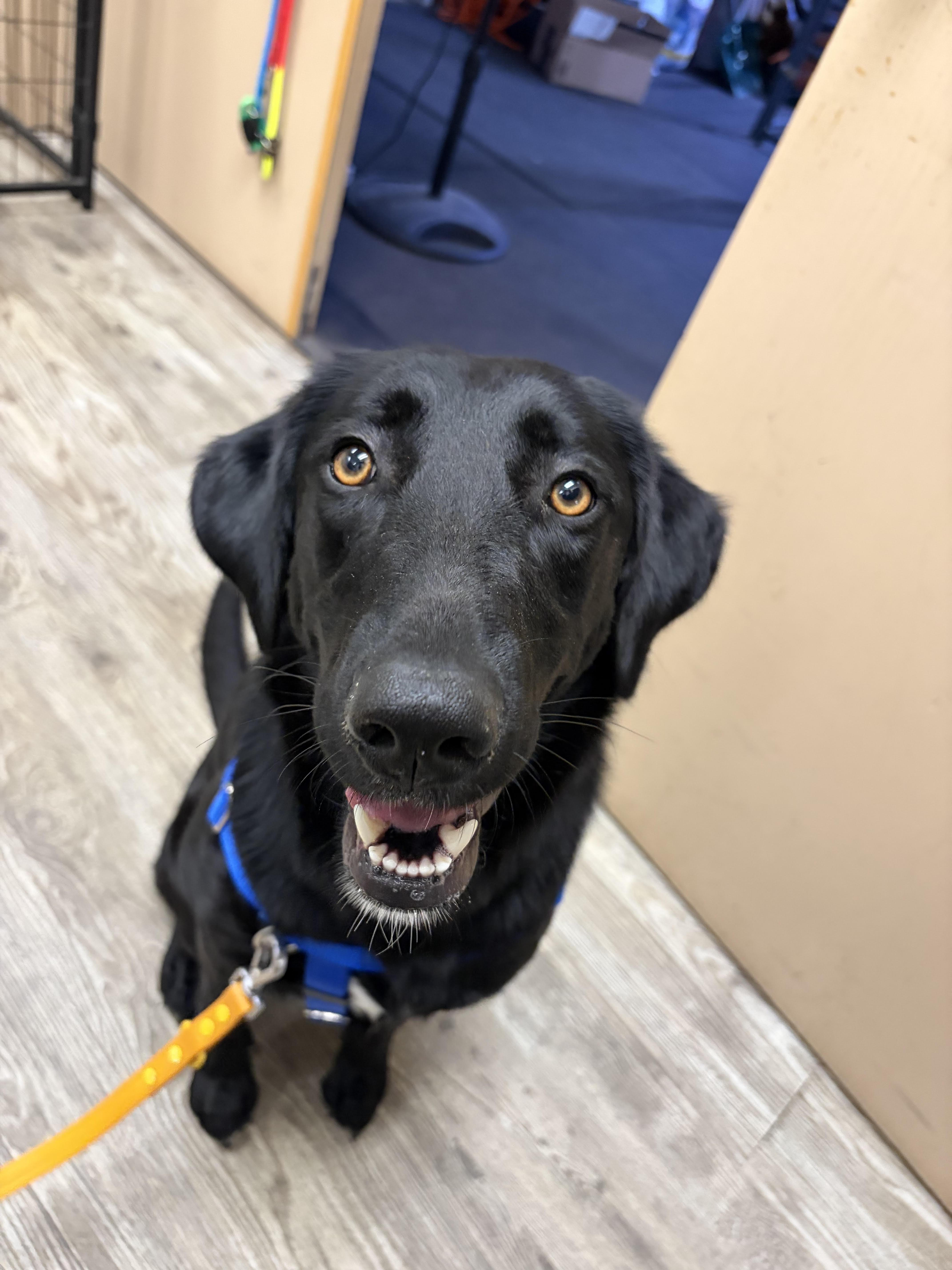 A young large-sized female Black Labrador Retriever dog named Daphne for adoption in Hollis, NH