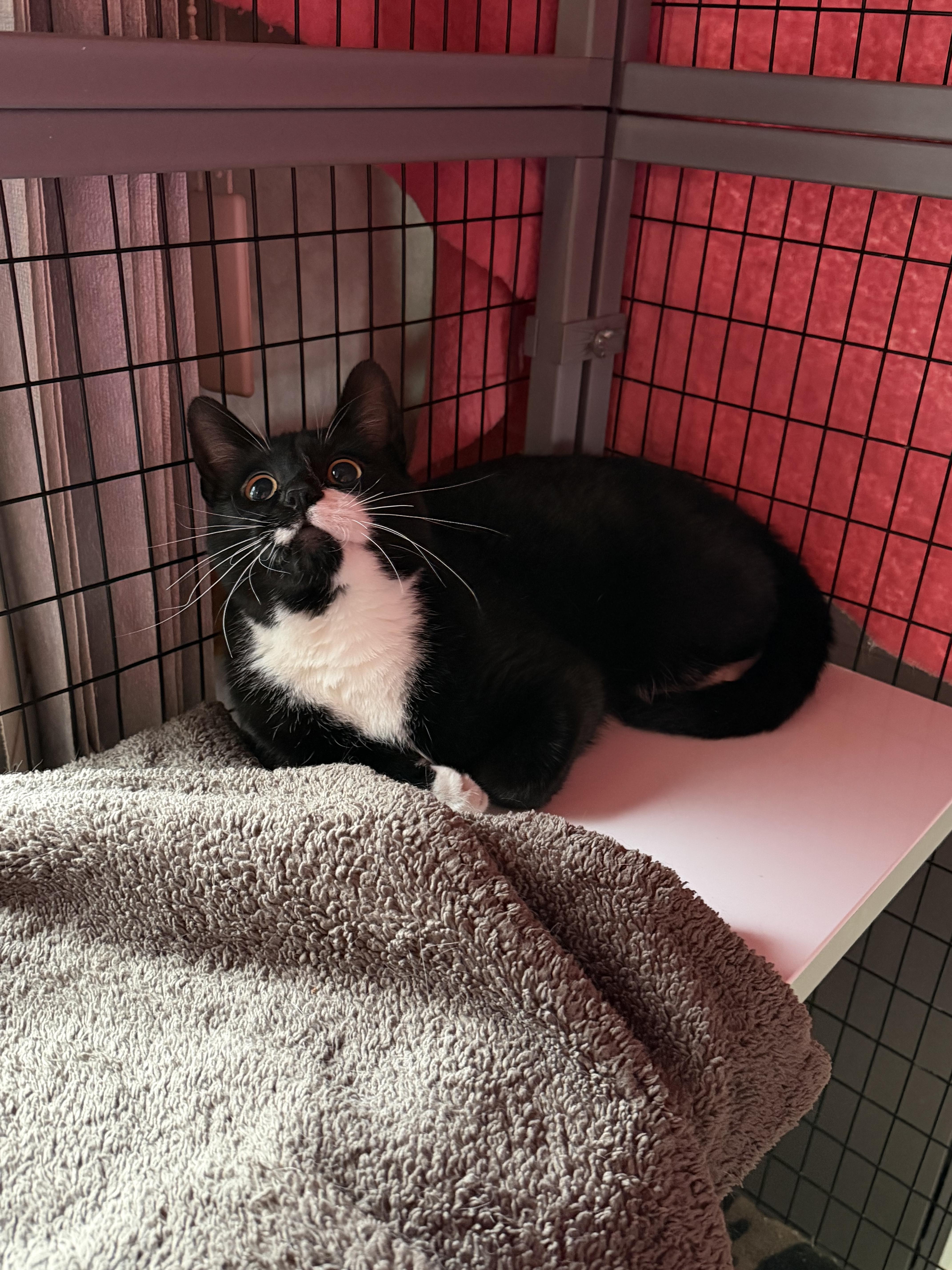 An adult medium-sized male Domestic Short Hair cat named Sprout for adoption in St. Clair, MI
