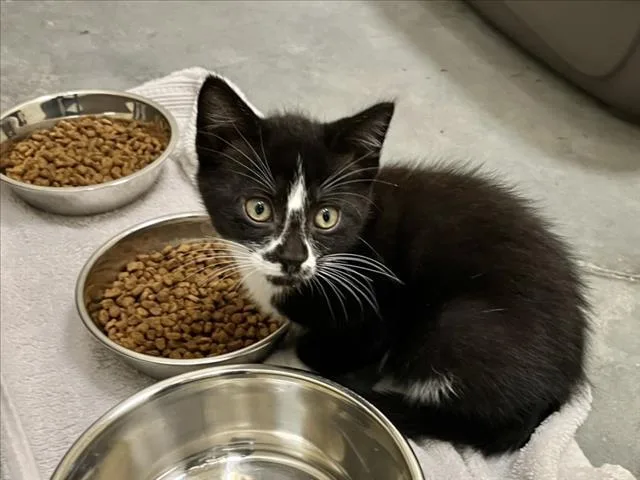 A baby small-sized male Domestic Short Hair cat named Crookshanks for adoption in Chapel Hill, NC