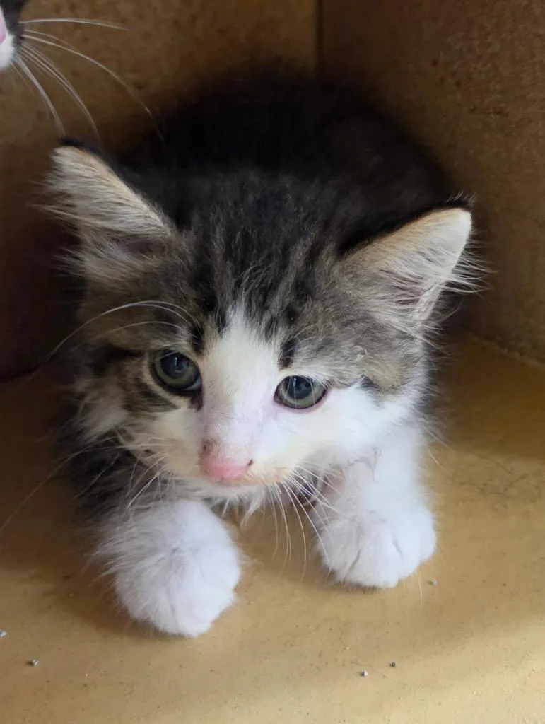 A baby medium-sized male Domestic Short Hair cat named Lincoln for adoption in Tampa, FL