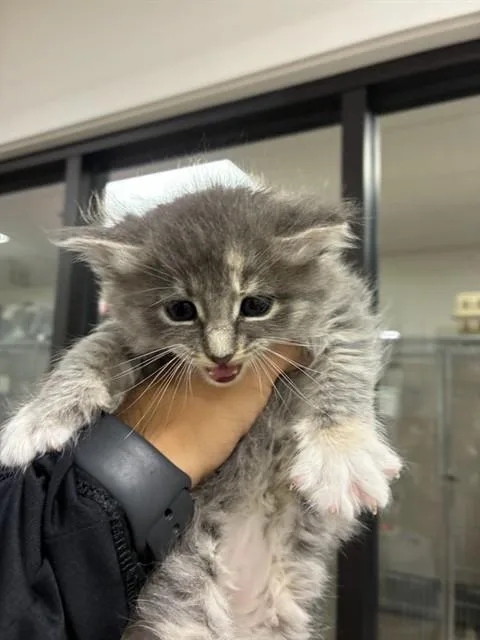 A baby small-sized female Domestic Long Hair cat named Potato for adoption in Santa Maria, CA