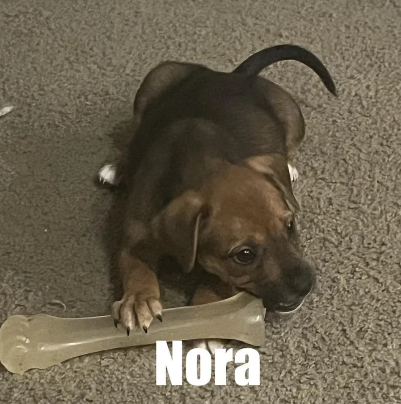 Nora