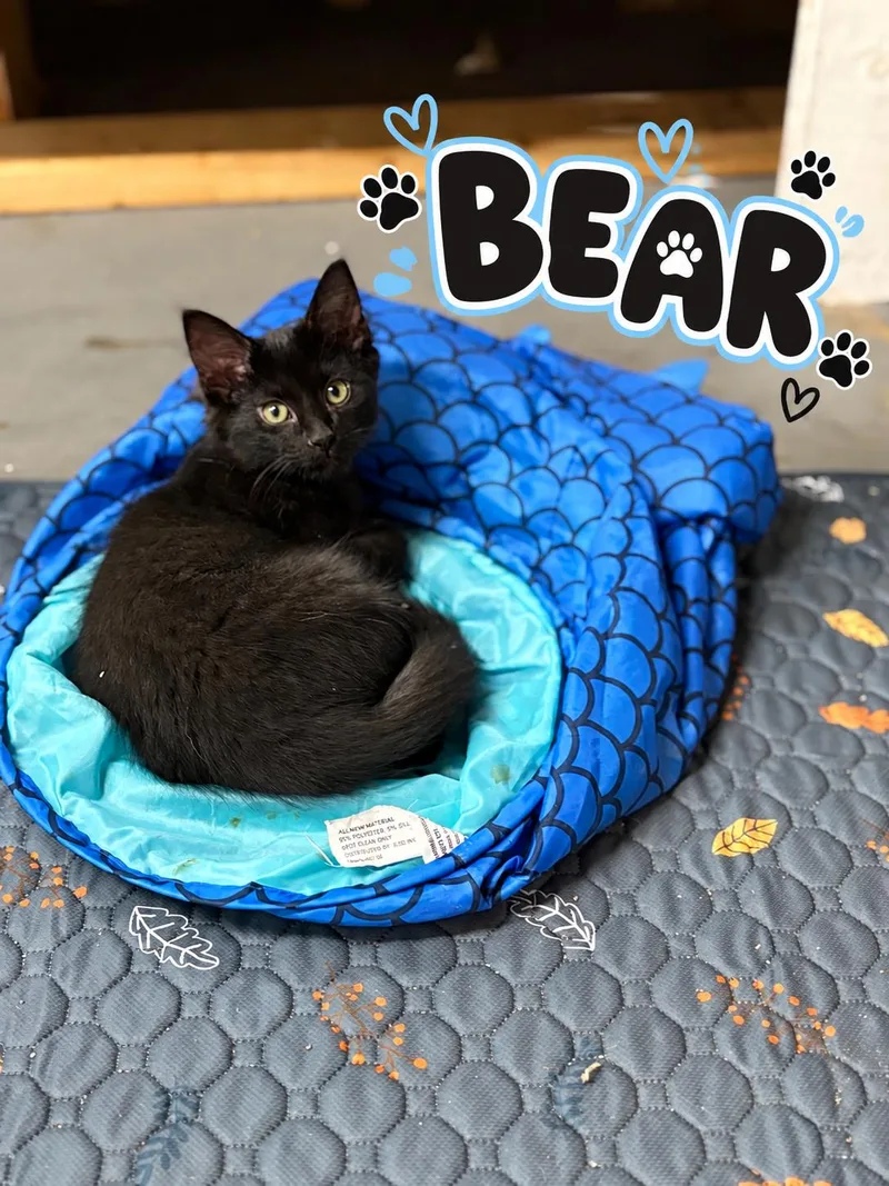 A baby medium-sized male Black Domestic Medium Hair cat named Bear for adoption in Akron, OH