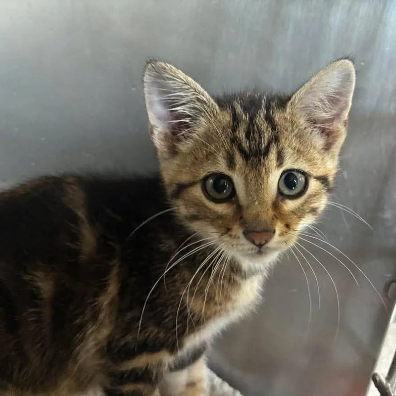 A baby medium-sized male Tabby (Brown / Chocolate) Domestic Short Hair cat named Crinkles for adoption in Petersburg, IL