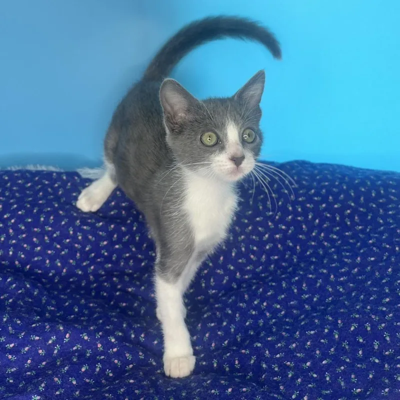 A baby small-sized female Gray / Blue / Silver Domestic Short Hair cat named Changeling for adoption in San Antonio, TX