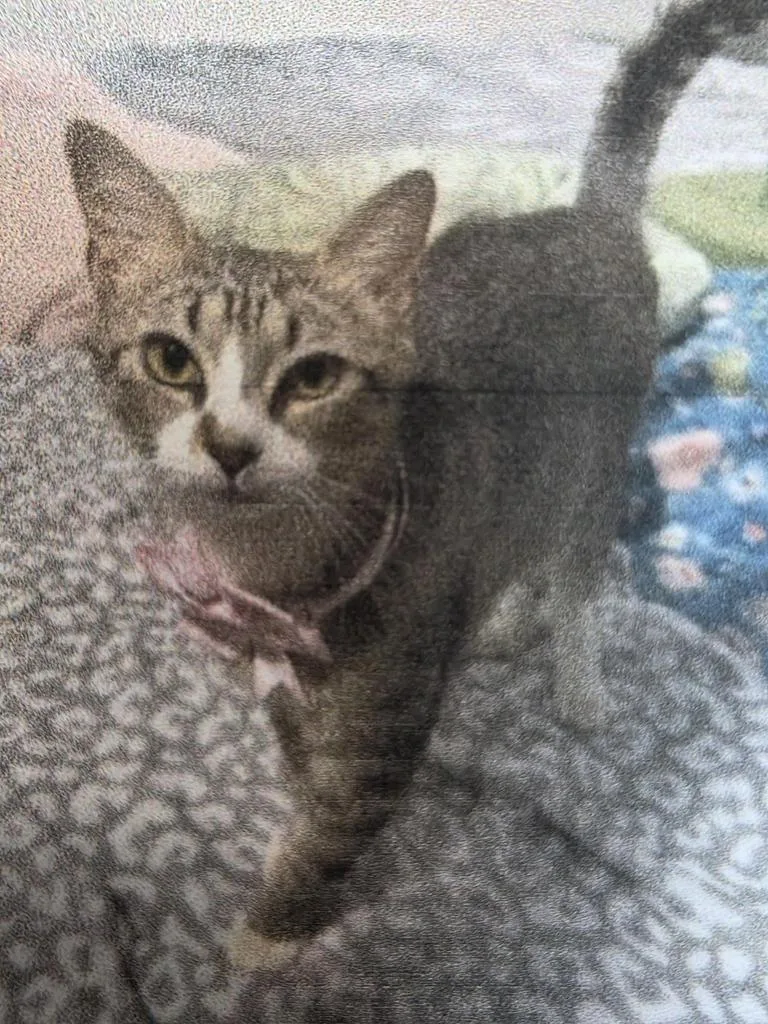 A young medium-sized female Domestic Short Hair cat named Heather for adoption in Burnsville, NC