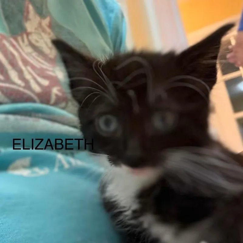 A baby small-sized female Black Domestic Medium Hair cat named Elizabeth for adoption in Williston, FL