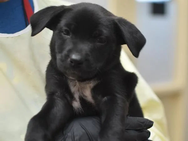 A baby small-sized female Terrier dog named Melissa for adoption in Portland, OR