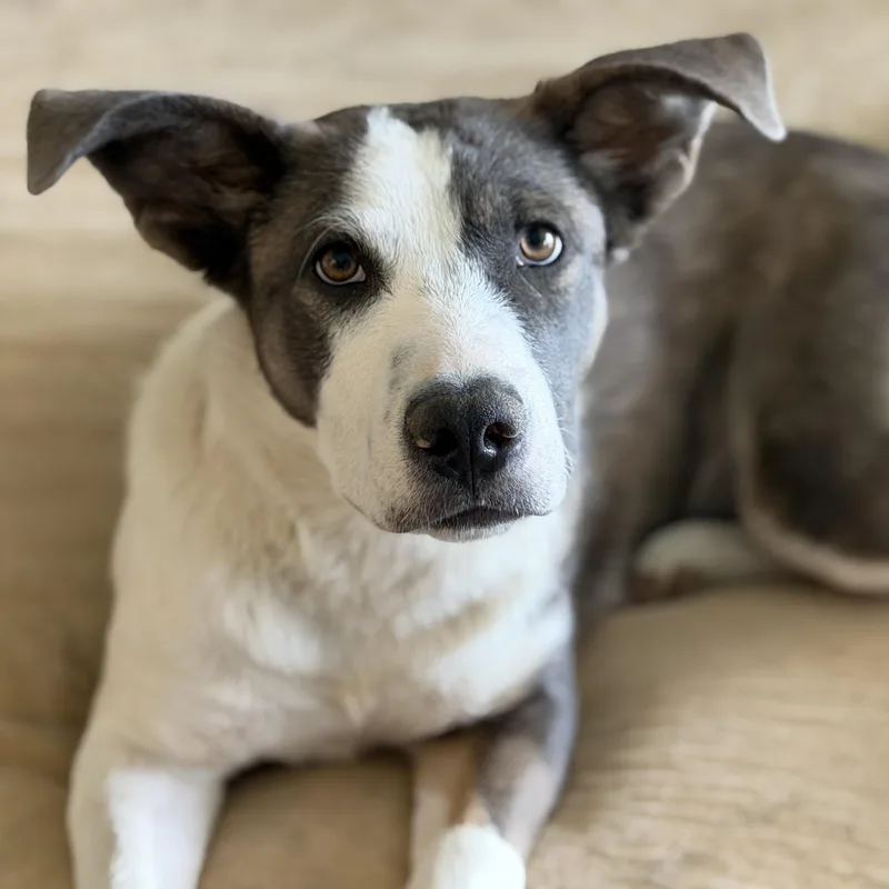 A baby medium-sized female Pit Bull Terrier dog named Rosa for adoption in Coachella, CA