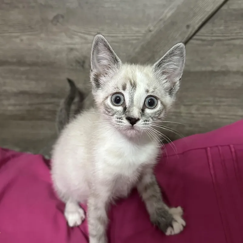 A baby small-sized female Siamese cat named Claria for adoption in queen creek, AZ