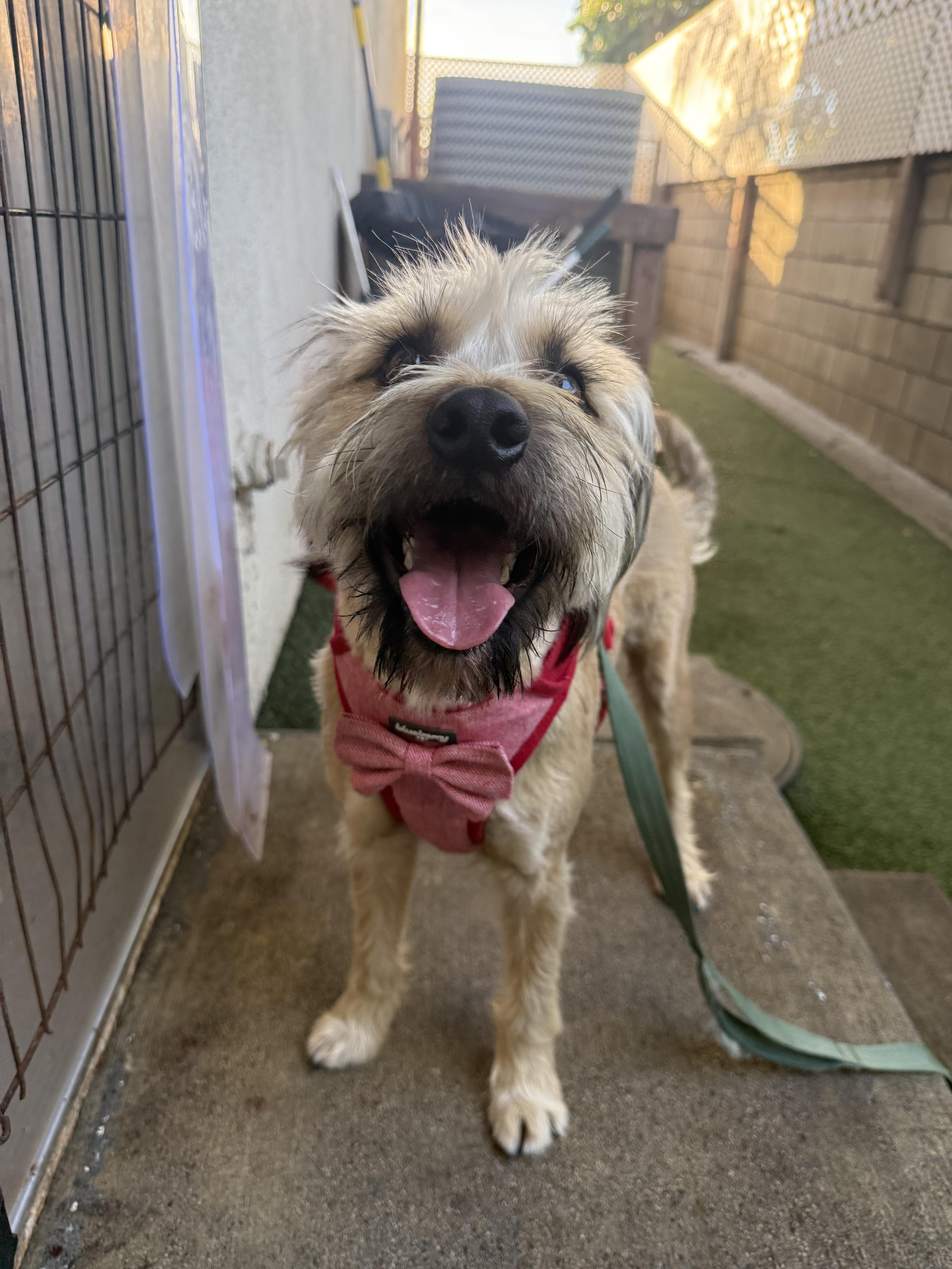 Mocha And Boba thumbnail 2