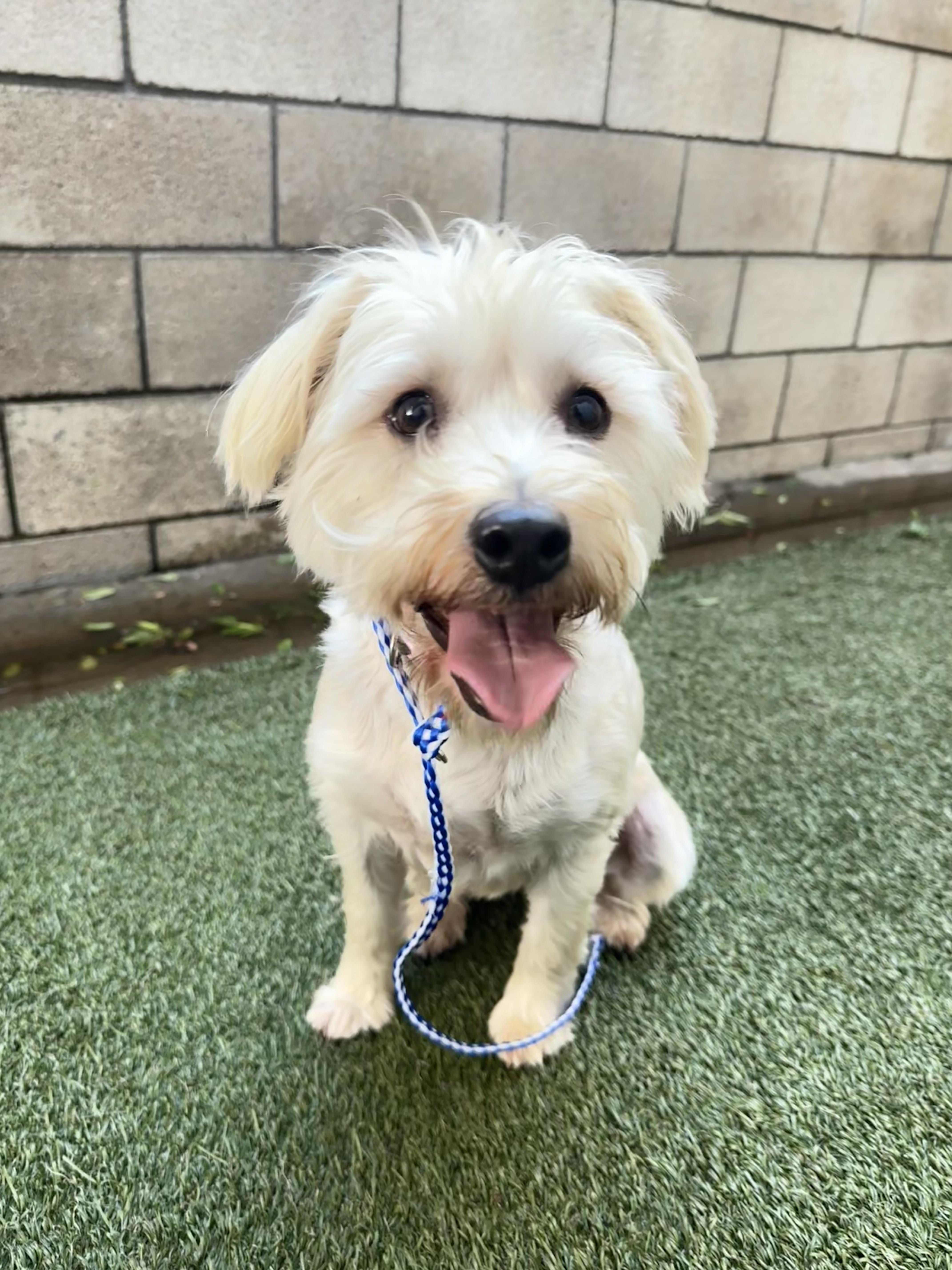 Mocha And Boba thumbnail 3