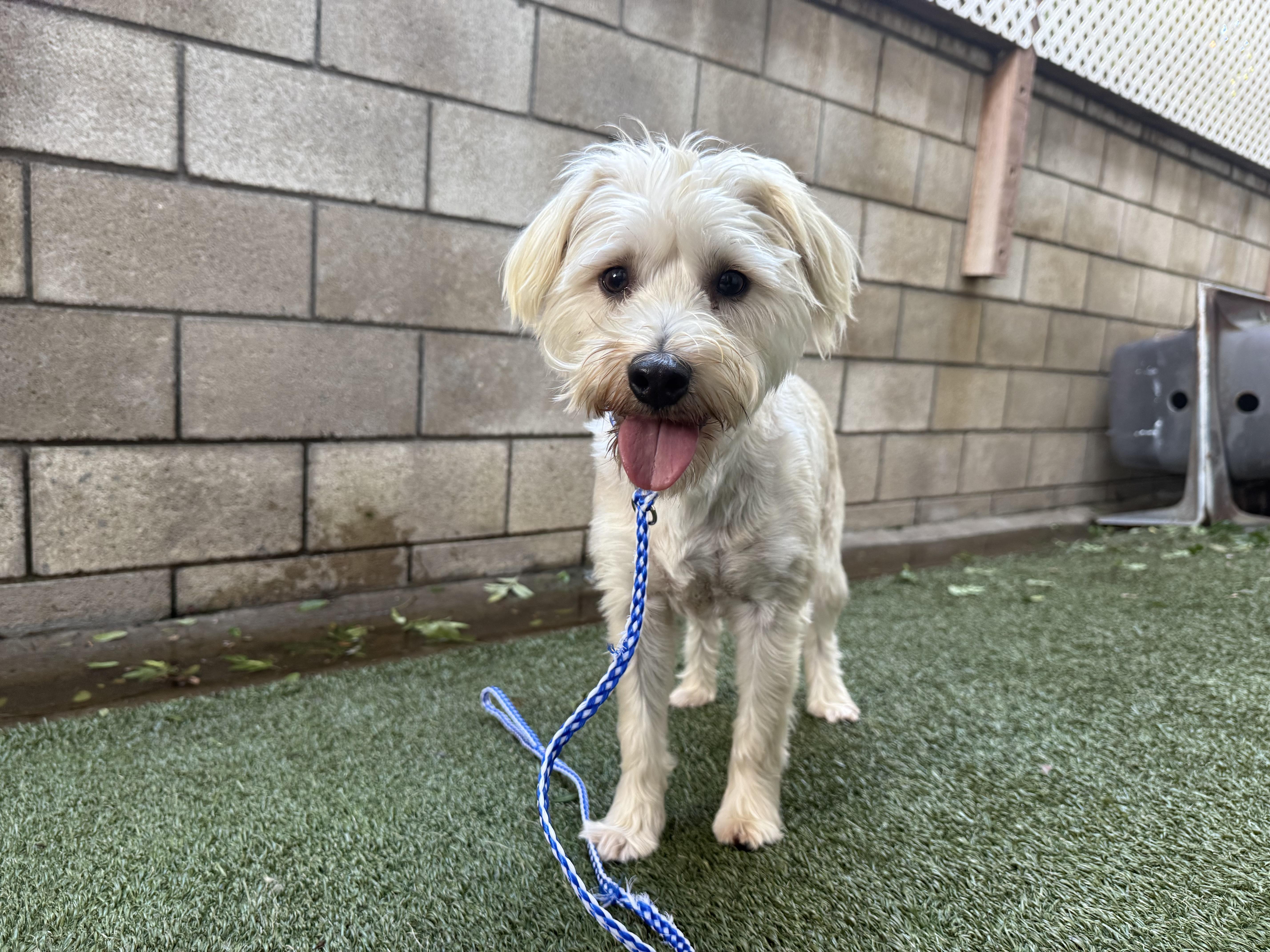 Mocha And Boba thumbnail 4