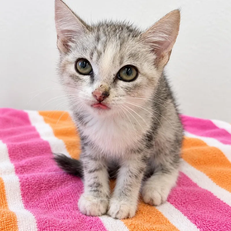 A baby small-sized male Gray / Blue / Silver Domestic Short Hair cat named Maple Leaves for adoption in Austin, TX