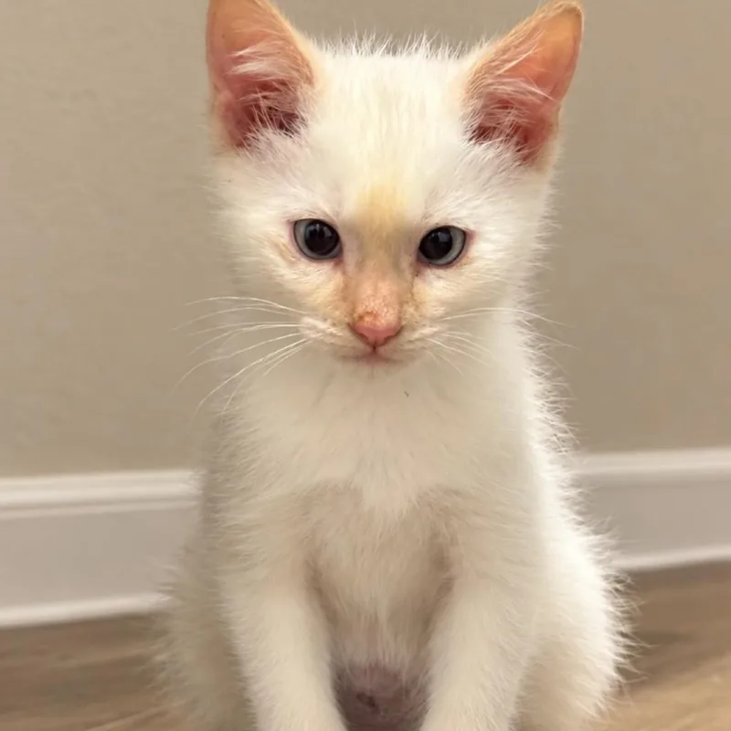 A baby small-sized male Domestic Short Hair cat named Flynn Rider for adoption in Commerce City, CO