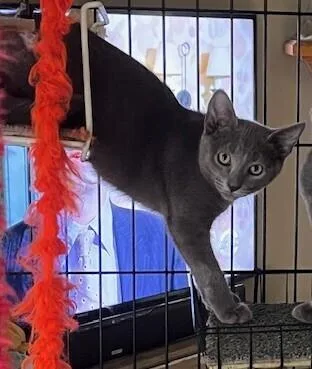 Itty Bitty thumbnail 2