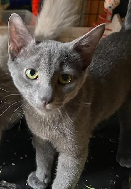 Itty Bitty thumbnail 3