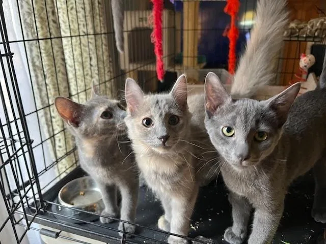 Itty Bitty thumbnail 4