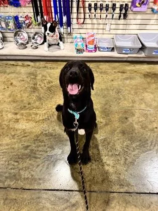 An adult large-sized male Rottweiler dog named Dual Claw for adoption in Brunswick, GA