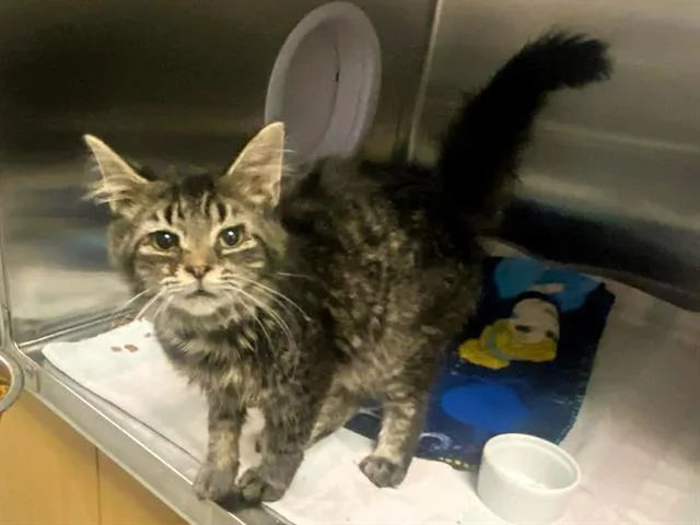 A young small-sized male Domestic Short Hair cat named Zoomer for adoption in Tustin, CA
