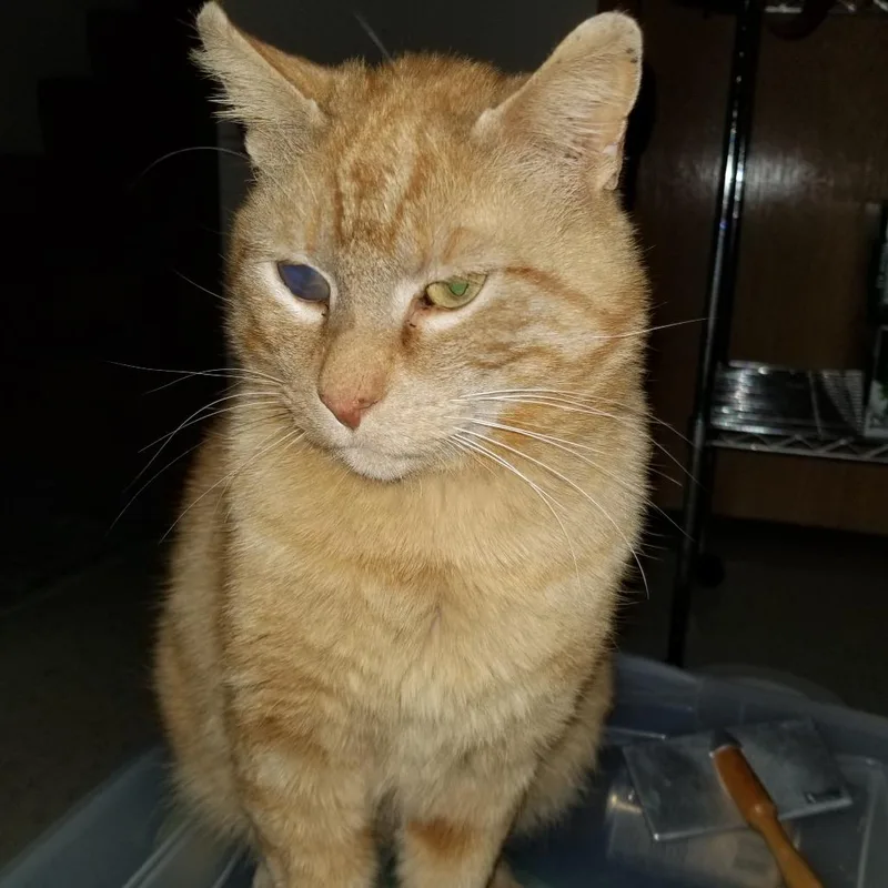An adult small-sized male Orange / Red Domestic Medium Hair cat named Nicky for adoption in Rochester, MN