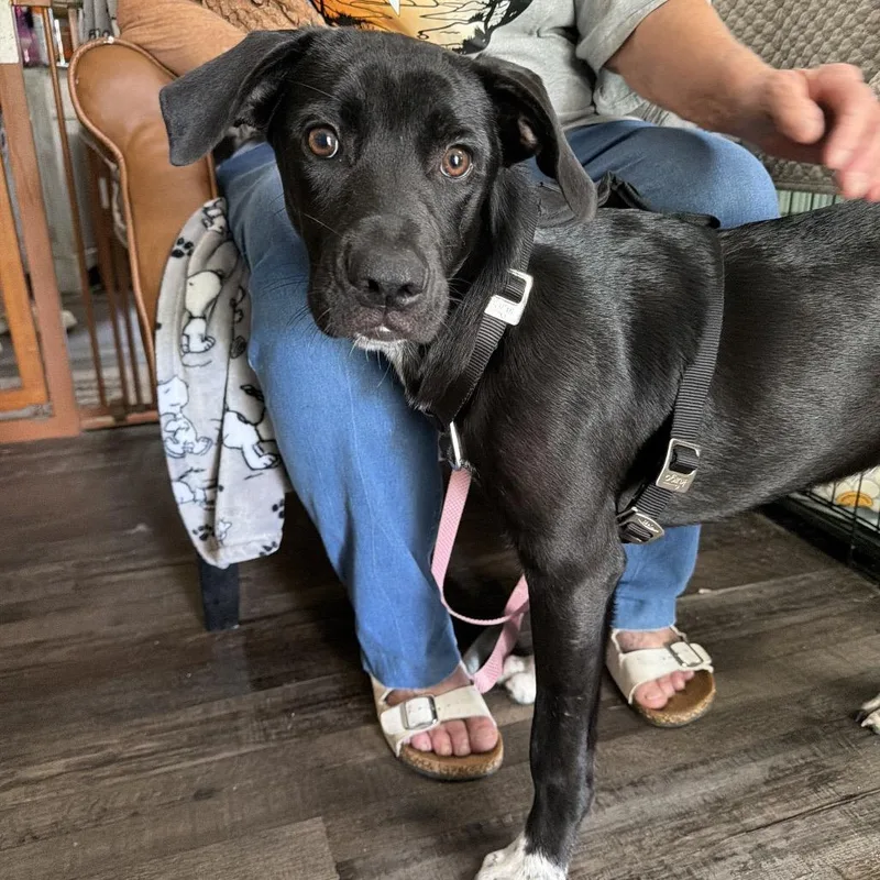 A baby medium-sized female Black Labrador Retriever dog named Penelope for adoption in Sequatchie, TN