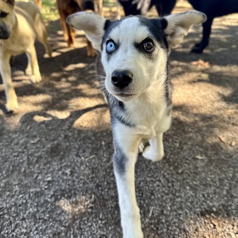 A baby medium-sized female Black Siberian Husky dog named Farrah for adoption in Salem, OR