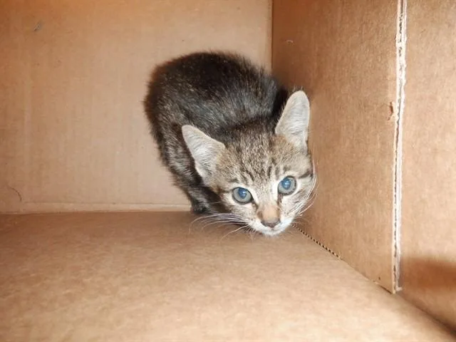 A baby small-sized female Domestic Short Hair cat named Fresa for adoption in San Jose, CA