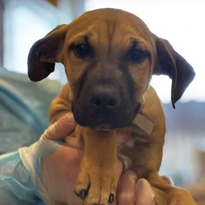 A baby small-sized male Mixed Breed dog named Sprite for adoption in Merriam, KS