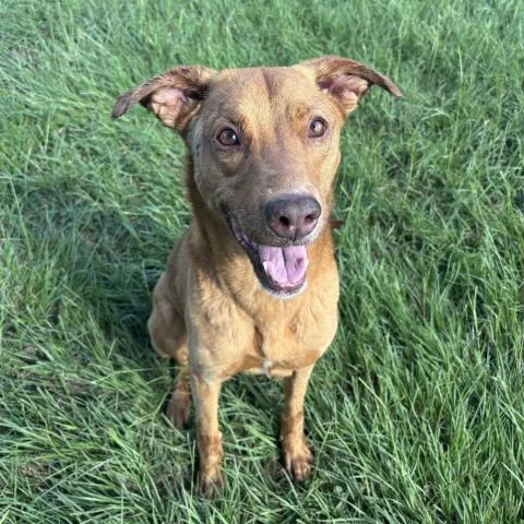 An adult medium-sized female Vizsla dog named Sally for adoption in Conroe, TX