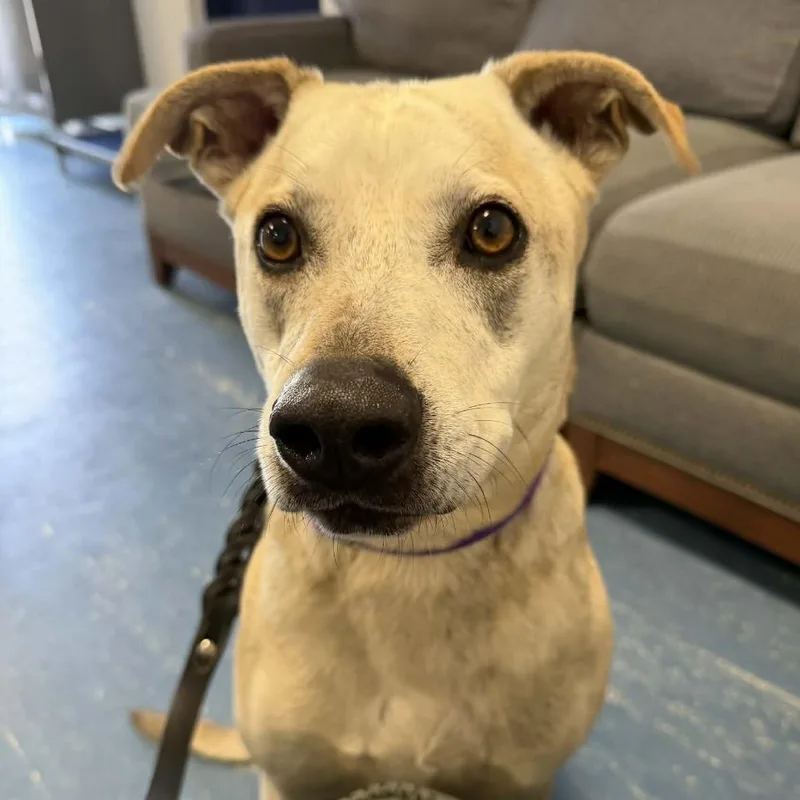 An adult large-sized female Yellow / Tan / Blond / Fawn Catahoula Leopard Dog dog named Cassiejo for adoption in Hampton Bays, NY